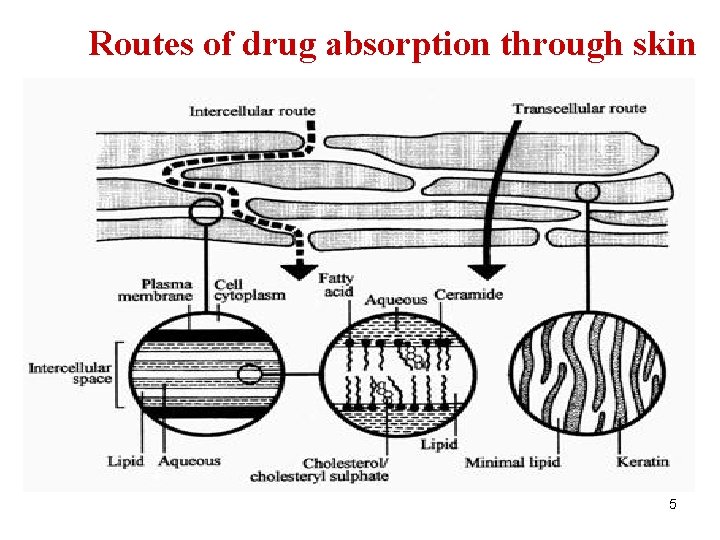 Routes of drug absorption through skin 5 