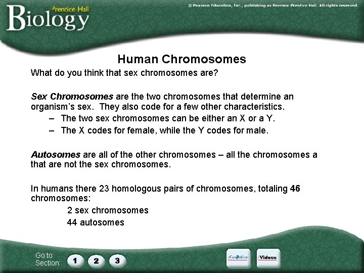 Human Chromosomes What do you think that sex chromosomes are? Sex Chromosomes are the