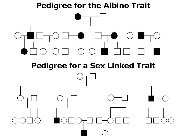 Pedigree for the Albino Trait Pedigree for a Sex Linked Trait 