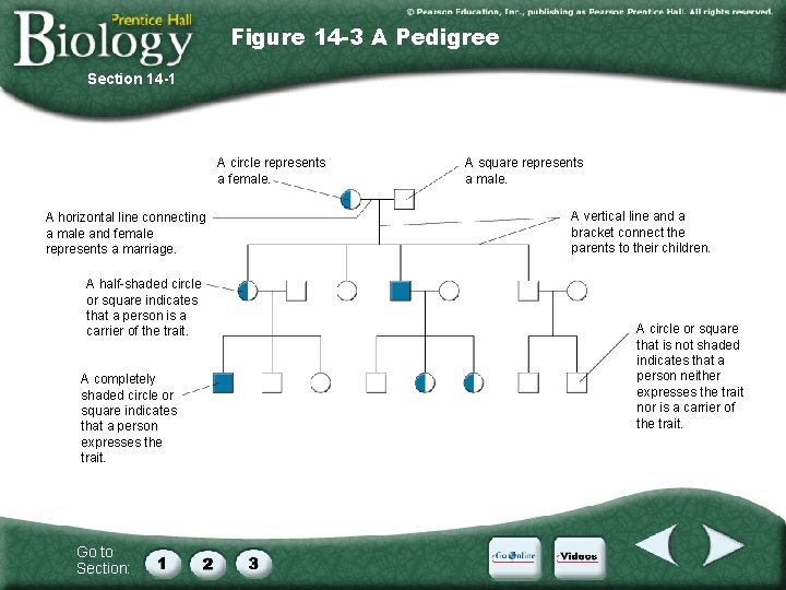 Figure 14 -3 A Pedigree Section 14 -1 A circle represents a female. A