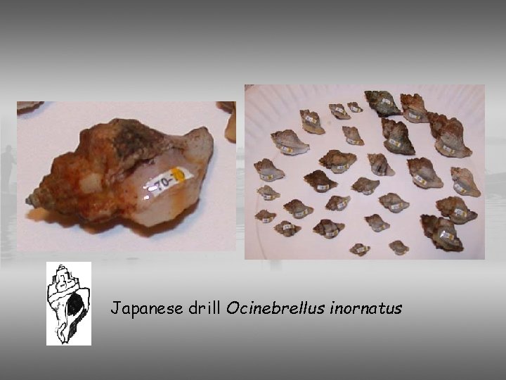 Japanese drill Ocinebrellus inornatus 