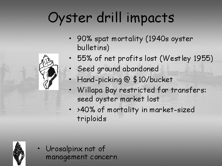 Oyster drill impacts • 90% spat mortality (1940 s oyster bulletins) • 55% of