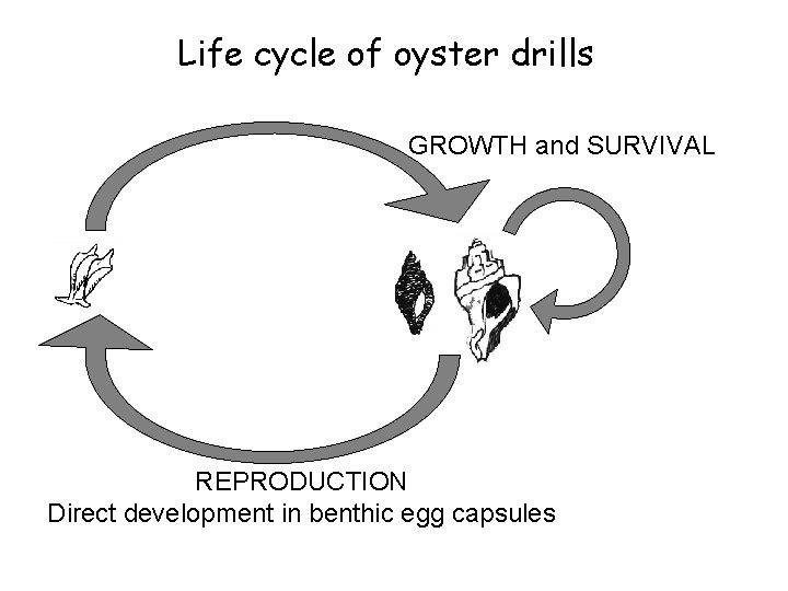 Life cycle of oyster drills GROWTH and SURVIVAL REPRODUCTION Direct development in benthic egg