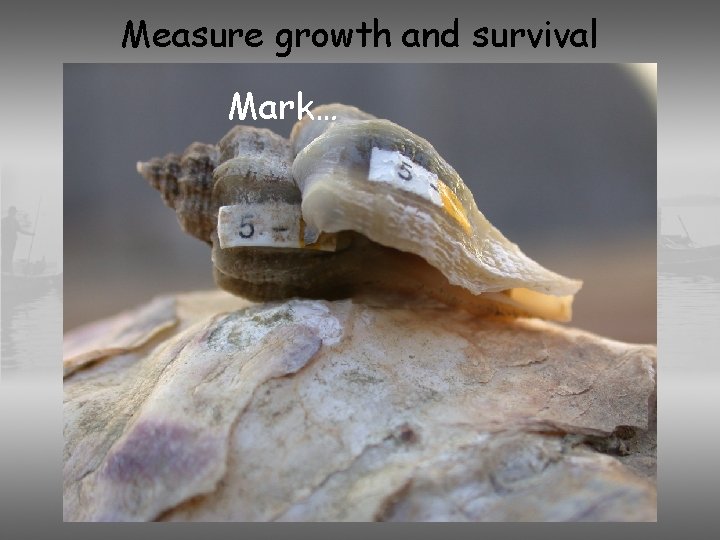 Measure growth and survival Mark… 
