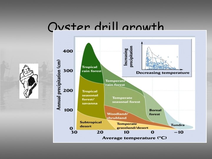 Oyster drill growth 