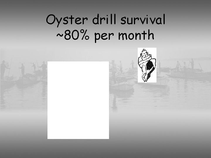 Oyster drill survival ~80% per month 