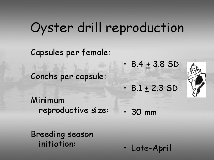 Oyster drill reproduction Capsules per female: • 8. 4 + 3. 8 SD Conchs