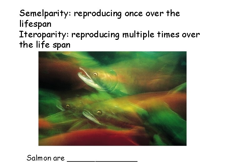 Semelparity: reproducing once over the lifespan Iteroparity: reproducing multiple times over the life span