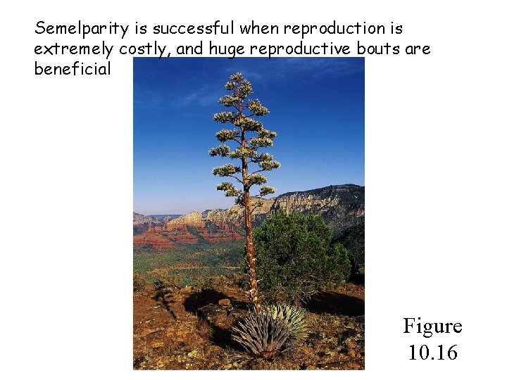 Semelparity is successful when reproduction is extremely costly, and huge reproductive bouts are beneficial