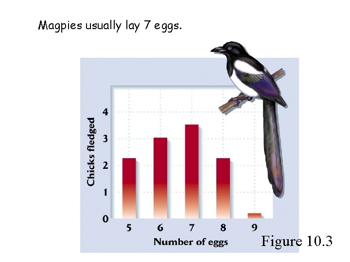 Magpies usually lay 7 eggs. Figure 10. 3 