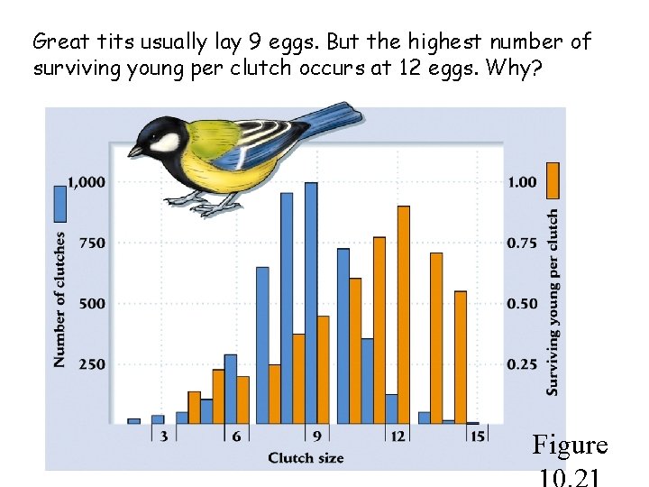 Great tits usually lay 9 eggs. But the highest number of surviving young per