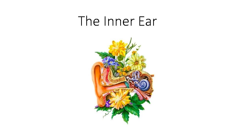 The Inner Ear 