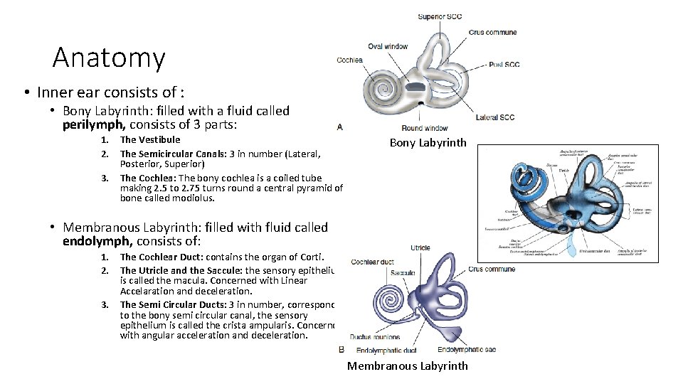 Anatomy • Inner ear consists of : • Bony Labyrinth: filled with a fluid