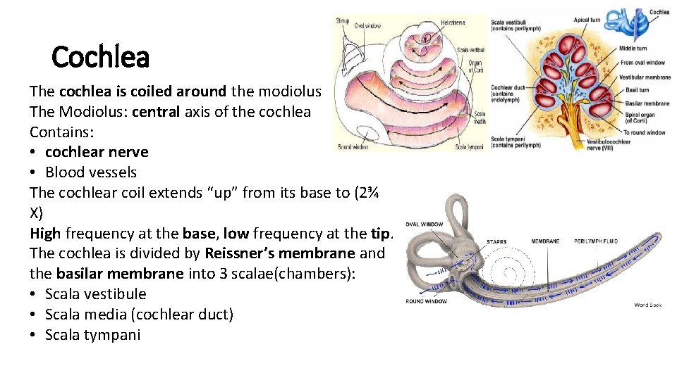 Cochlea The cochlea is coiled around the modiolus The Modiolus: central axis of the