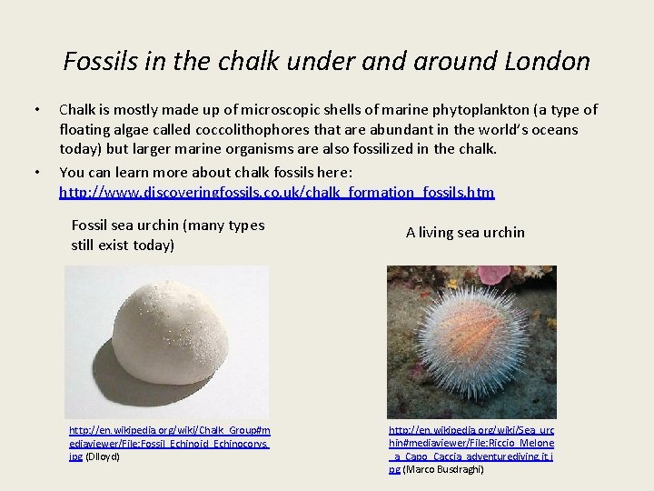 Fossils in the chalk under and around London • • Chalk is mostly made