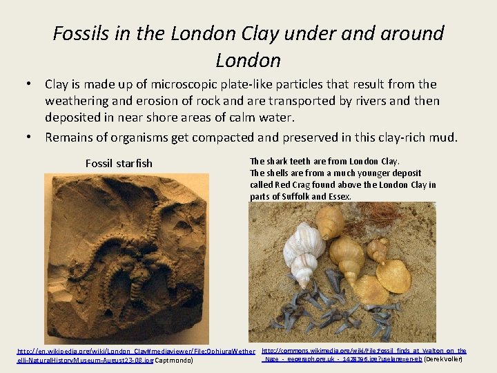 Fossils in the London Clay under and around London • Clay is made up