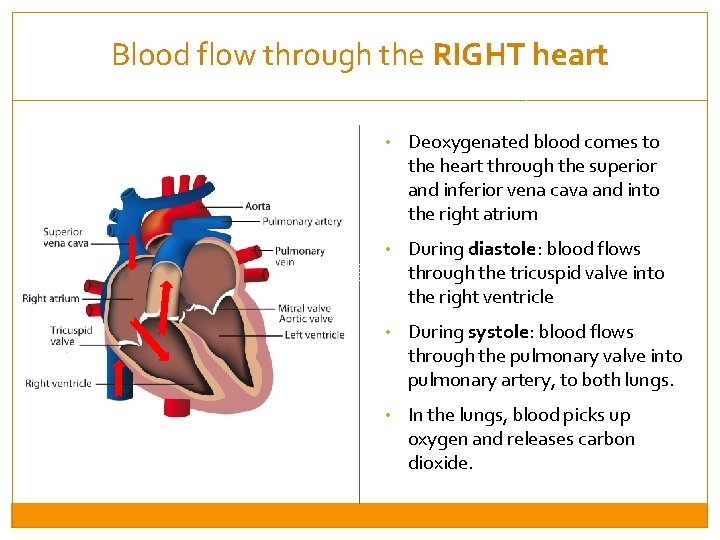 Blood flow through the RIGHT heart • Deoxygenated blood comes to the heart through
