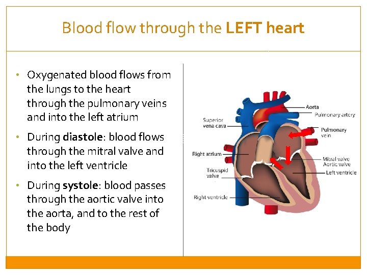 Blood flow through the LEFT heart • Oxygenated blood flows from the lungs to