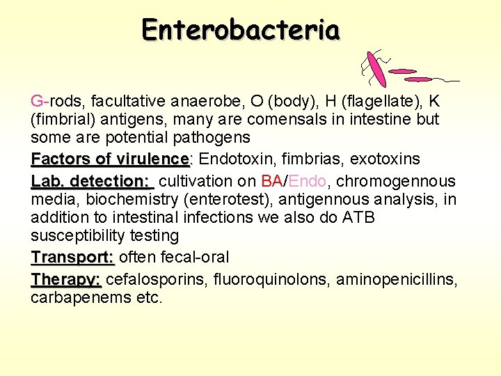 Enterobacteria G-rods, facultative anaerobe, O (body), H (flagellate), K (fimbrial) antigens, many are comensals