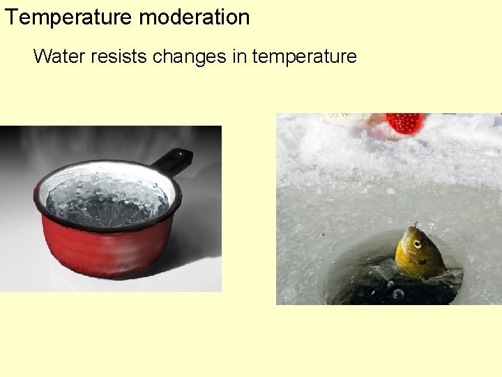 Temperature moderation Water resists changes in temperature 