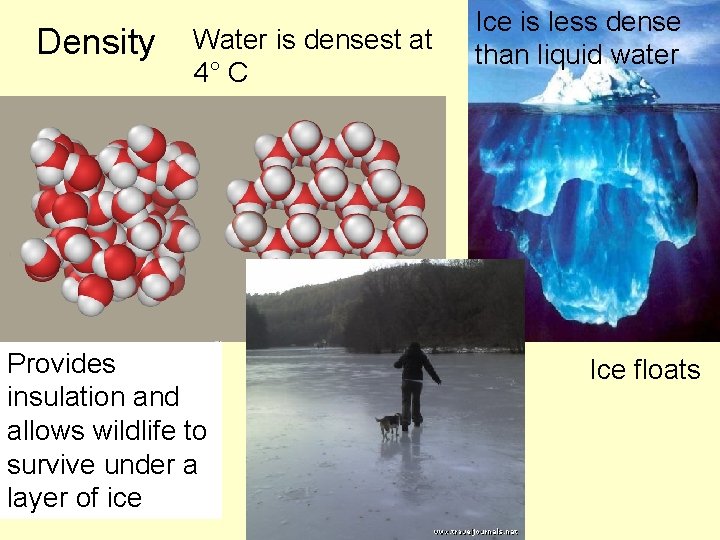 Density Water is densest at 4° C Provides insulation and allows wildlife to survive