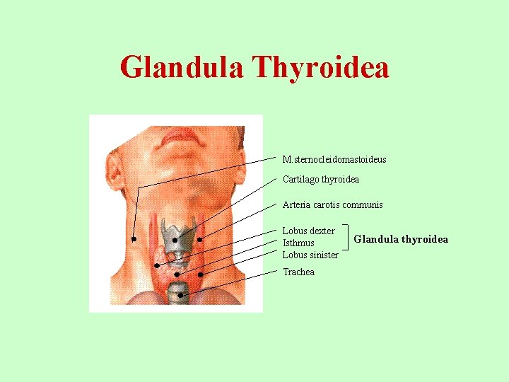 Glandula Thyroidea M. sternocleidomastoideus Cartilago thyroidea Arteria carotis communis Lobus dexter Isthmus Lobus sinister