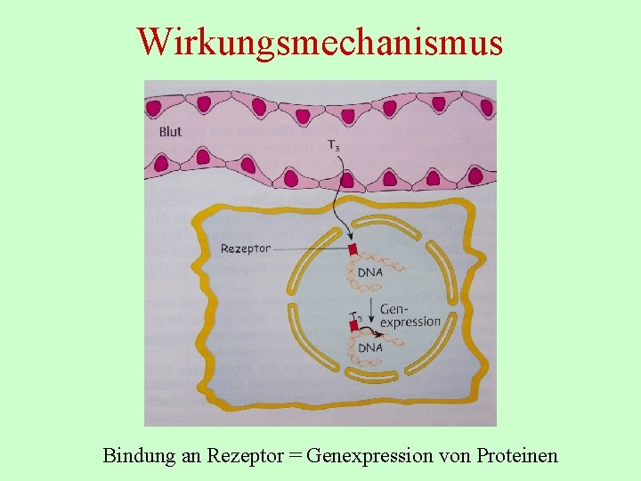 Wirkungsmechanismus Bindung an Rezeptor = Genexpression von Proteinen 