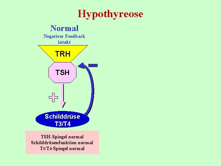 Hypothyreose Normal Negativer Feedback intakt TRH TSH Schilddrüse T 3/T 4 TSH-Spiegel normal Schilddrüsenfunktion