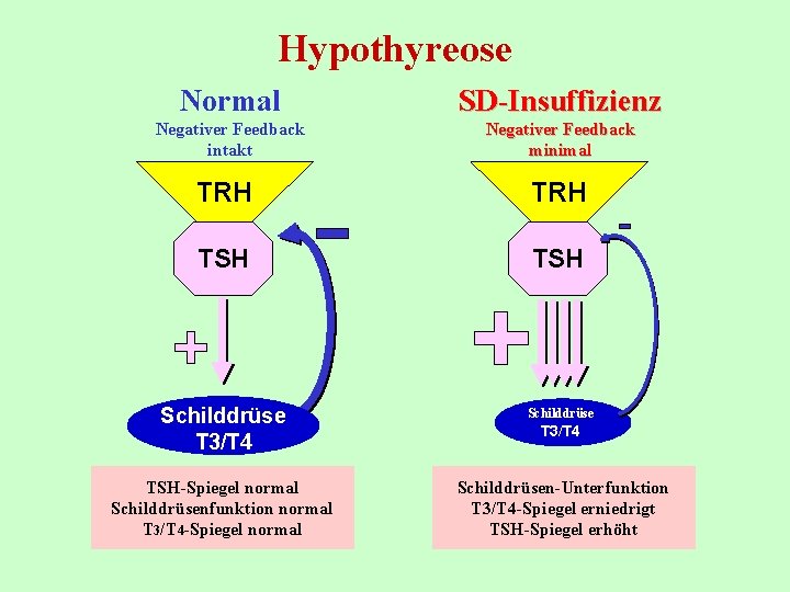 Hypothyreose Normal SD-Insuffizienz Negativer Feedback intakt Negativer Feedback minimal TRH TSH Schilddrüse T 3/T