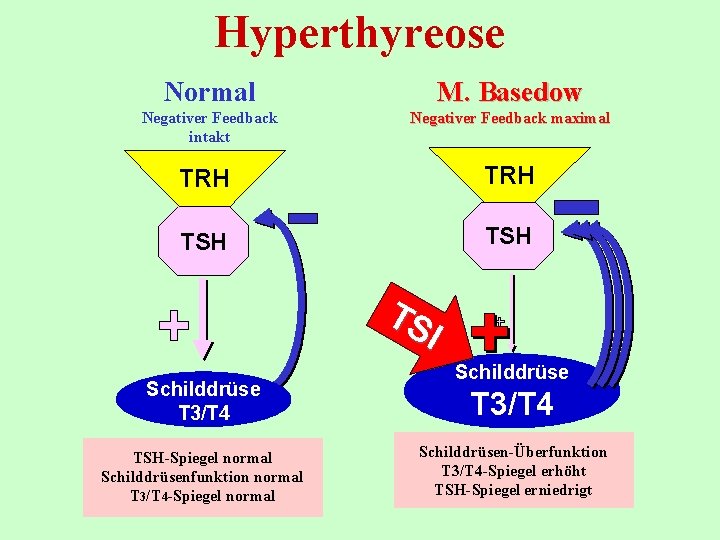 Hyperthyreose Normal M. Basedow Negativer Feedback intakt Negativer Feedback maximal TRH TSH TS I