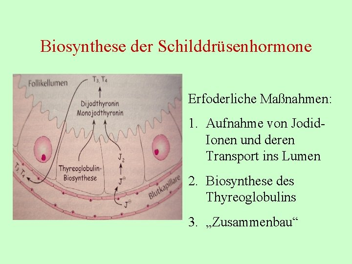 Biosynthese der Schilddrüsenhormone Erfoderliche Maßnahmen: 1. Aufnahme von Jodid. Ionen und deren Transport ins