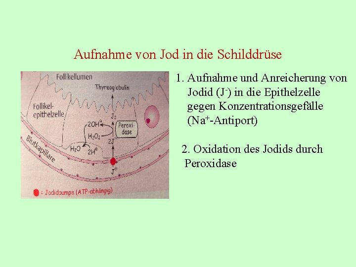 Aufnahme von Jod in die Schilddrüse 1. Aufnahme und Anreicherung von Jodid (J-) in