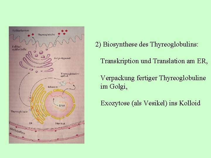 2) Biosynthese des Thyreoglobulins: Transkription und Translation am ER, Verpackung fertiger Thyreoglobuline im Golgi,