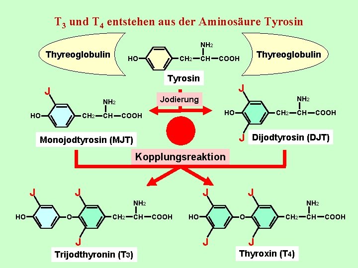 T 3 und T 4 entstehen aus der Aminosäure Tyrosin NH 2 Thyreoglobulin HO