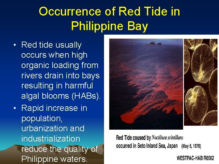 Occurrence of Red Tide in Philippine Bay • Red tide usually occurs when high