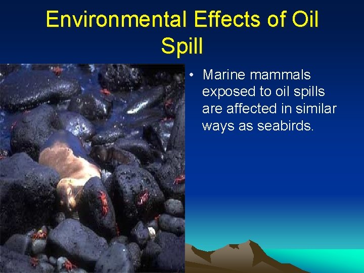 Environmental Effects of Oil Spill • Marine mammals exposed to oil spills are affected