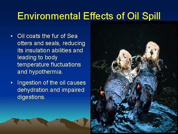 Environmental Effects of Oil Spill • Oil coats the fur of Sea otters and