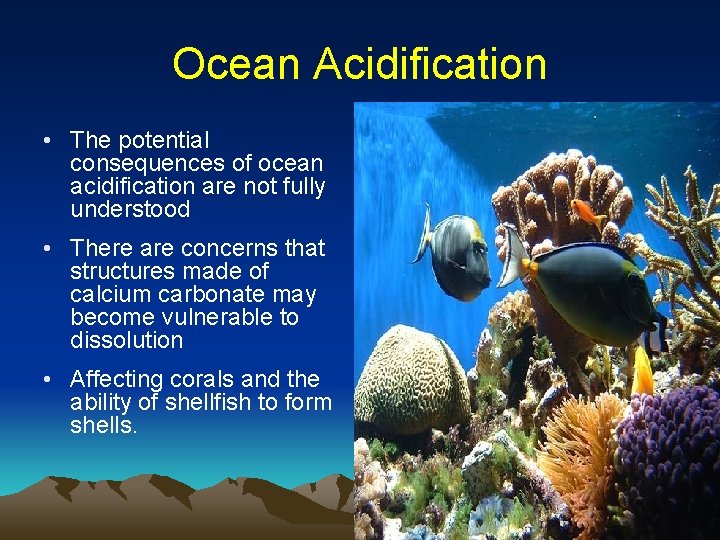 Ocean Acidification • The potential consequences of ocean acidification are not fully understood •