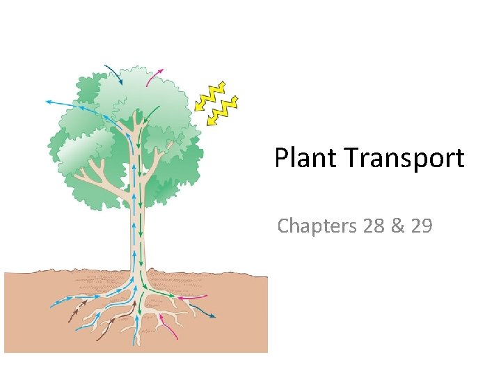 Plant Transport Chapters 28 & 29 