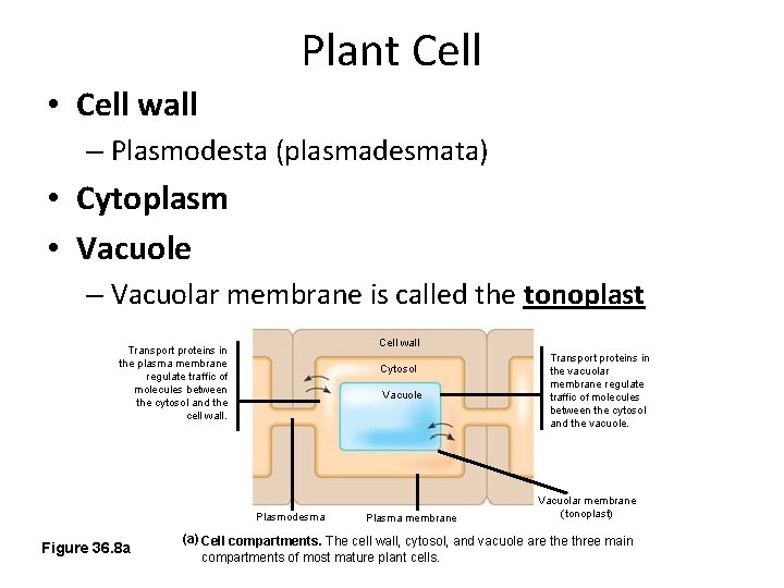 Plant Cell • Cell wall – Plasmodesta (plasmadesmata) • Cytoplasm • Vacuole – Vacuolar