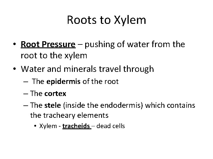 Roots to Xylem • Root Pressure – pushing of water from the root to