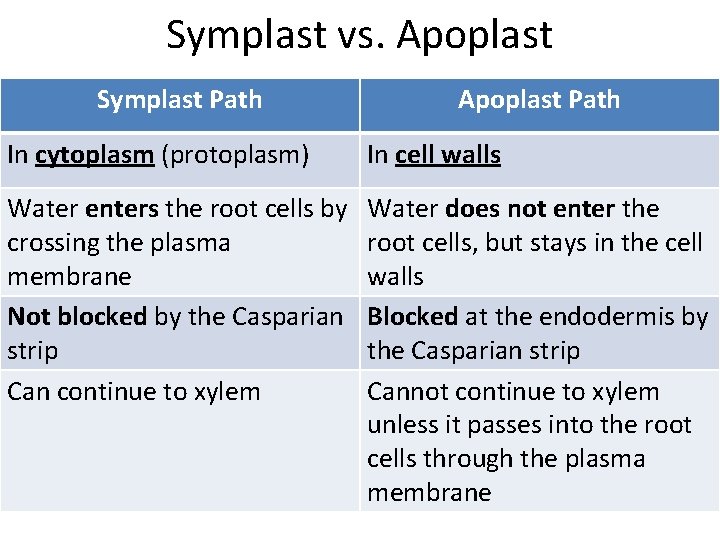 Symplast vs. Apoplast Symplast Path Apoplast Path In cytoplasm (protoplasm) In cell walls Water