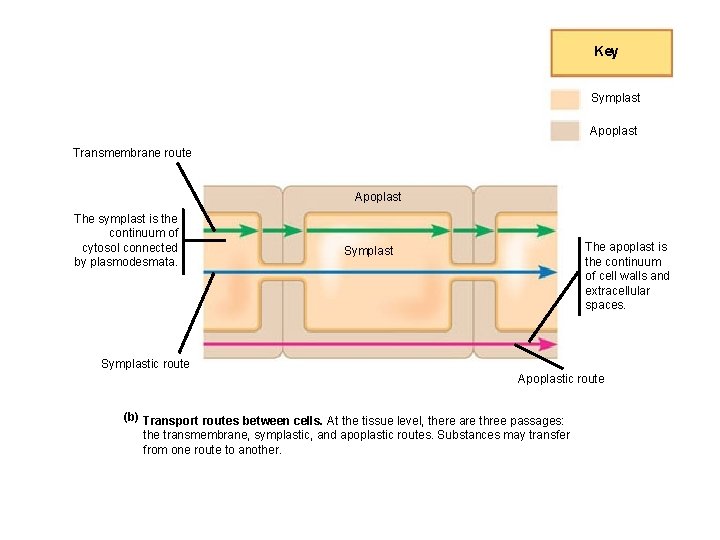 Key Symplast Apoplast Transmembrane route Apoplast The symplast is the continuum of cytosol connected