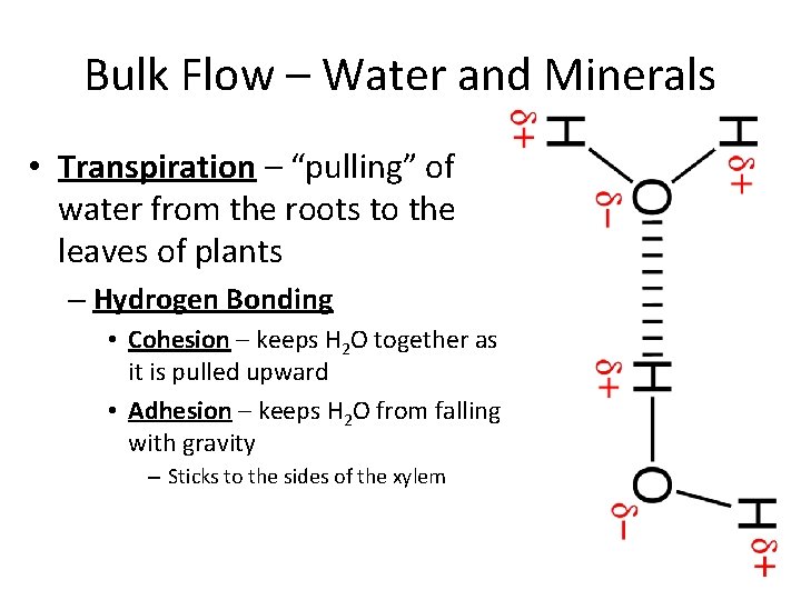 Bulk Flow – Water and Minerals • Transpiration – “pulling” of water from the