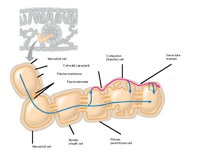 Companion (transfer) cell Mesophyll cell Cell walls (apoplast) Plasma membrane Plasmodesmata Mesophyll cell Bundlesheath