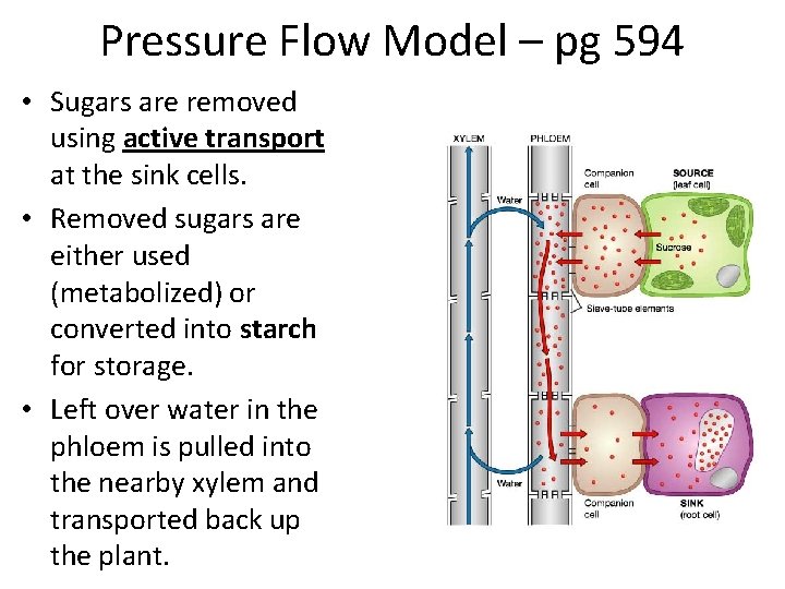 Pressure Flow Model – pg 594 • Sugars are removed using active transport at