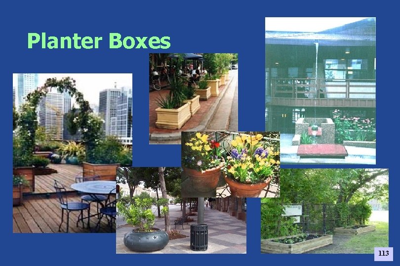 Planter Boxes 113 