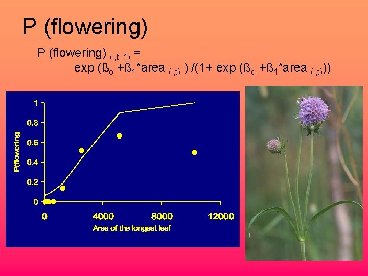 P (flowering) (i, t+1) = exp (ßo +ß 1*area (i, t) ) /(1+ exp