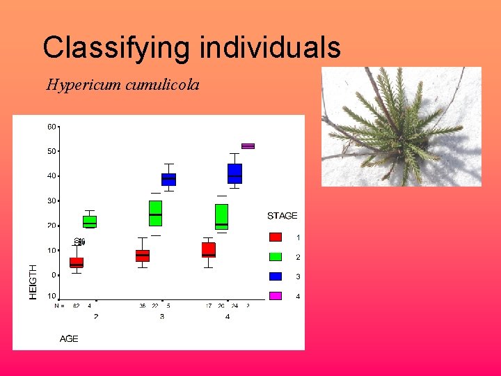 Classifying individuals Hypericum cumulicola 