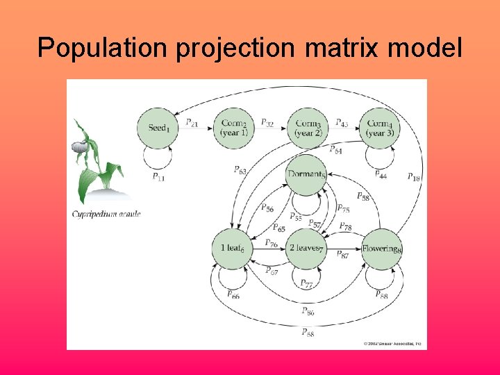 Population projection matrix model 